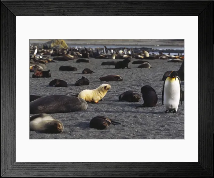 Framed Print : DDE-90023112 Framed Print : DDE-90023112