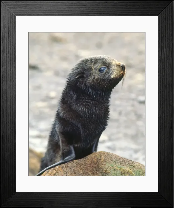 Framed Print : DDE-90023111 Framed Print : DDE-90023111