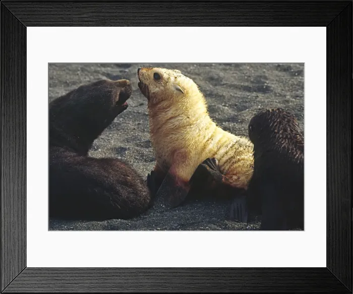 Framed Print : DDE-90023113 Framed Print : DDE-90023113