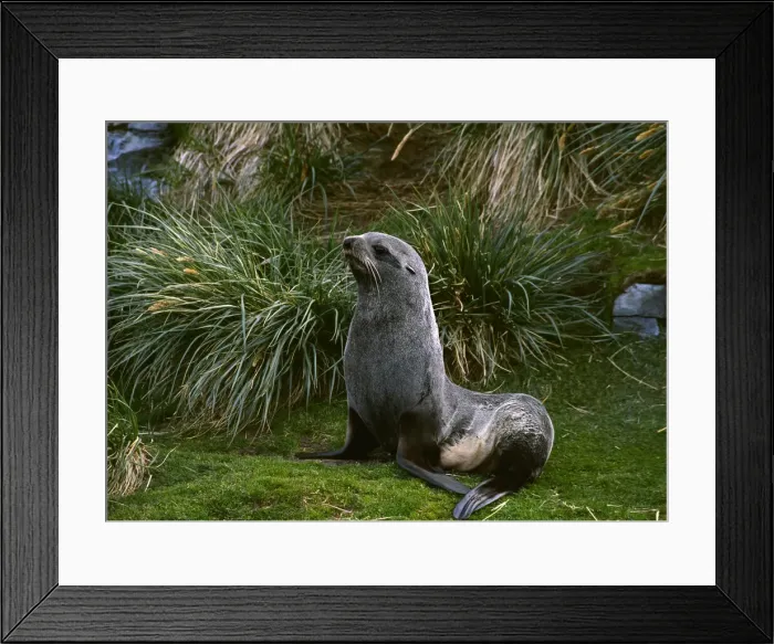 Framed Print : DDE-90023114 Framed Print : DDE-90023114