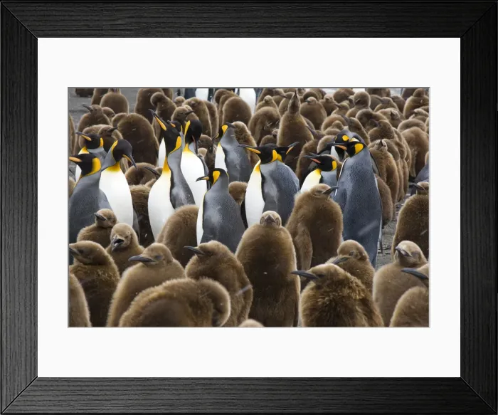 Framed Print : DDE-90023116 Framed Print : DDE-90023116