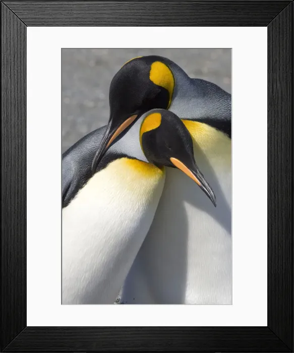 Framed Print : DDE-90023117 Framed Print : DDE-90023117
