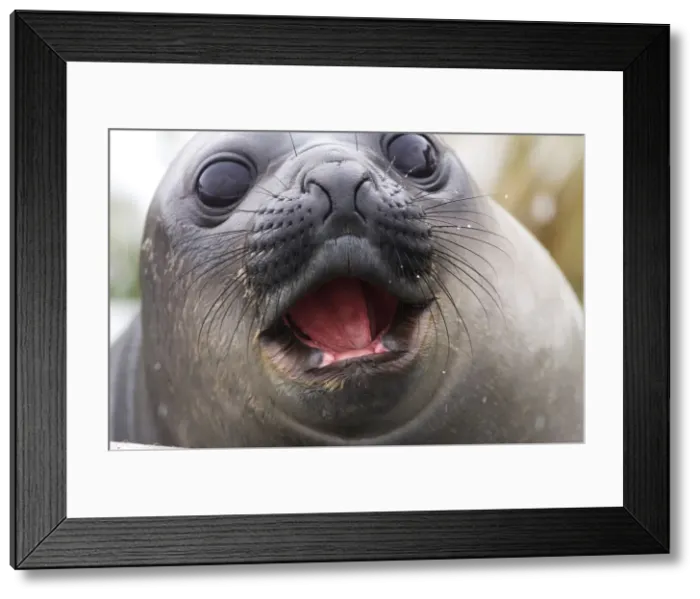 Framed Print : DDE-90023118 Framed Print : DDE-90023118