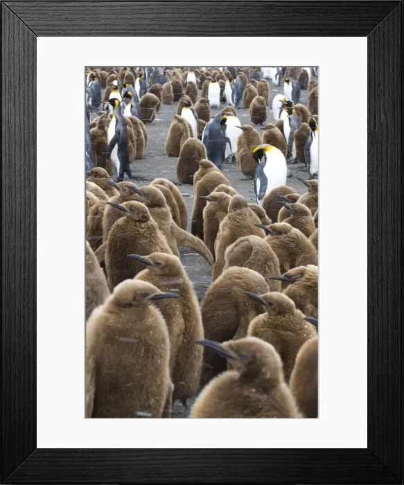 Framed Print : DDE-90023115 Framed Print : DDE-90023115