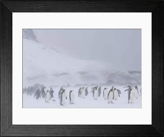 Framed Print : DDE-90023121 Framed Print : DDE-90023121
