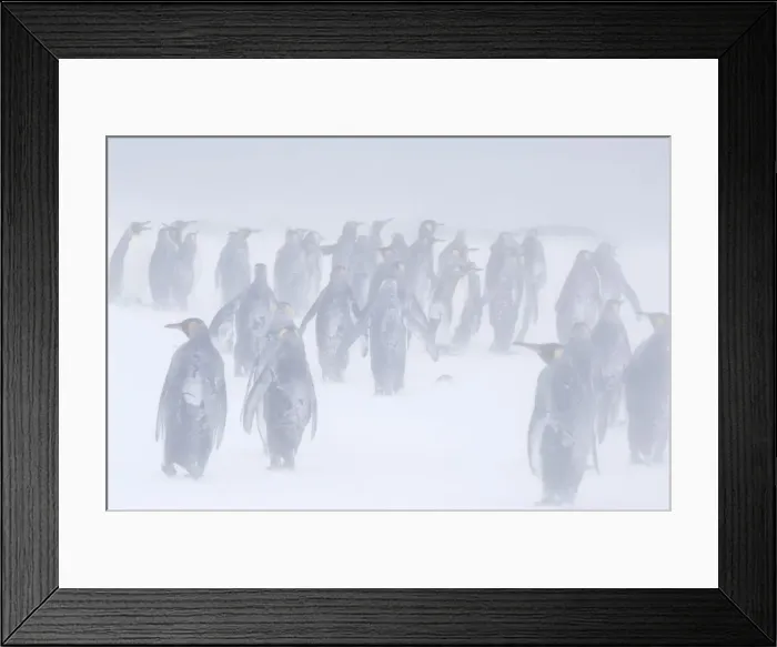 Framed Print : DDE-90023122 Framed Print : DDE-90023122