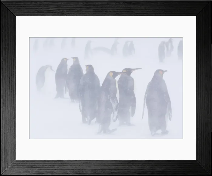 Framed Print : DDE-90023123