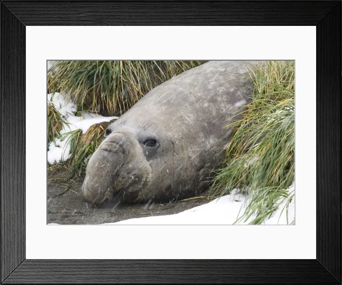 Framed Print : DDE-90023120