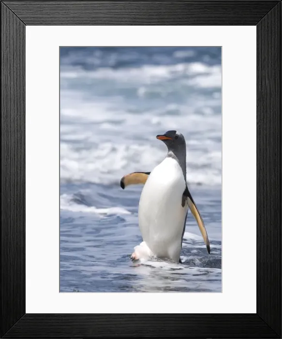 Framed Print : DDE-90023126 Framed Print : DDE-90023126