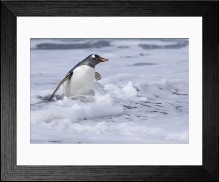 Framed Print : DDE-90023127 Framed Print : DDE-90023127