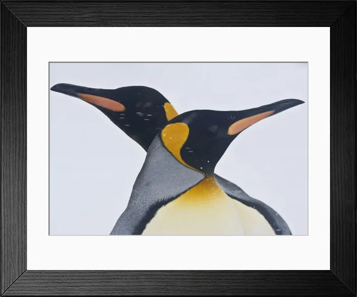 Framed Print : DDE-90023130 Framed Print : DDE-90023130