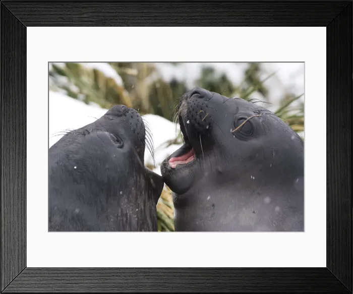 Framed Print : DDE-90023124 Framed Print : DDE-90023124