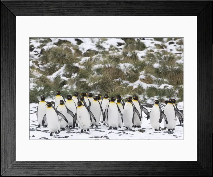 Framed Print : DDE-90023133