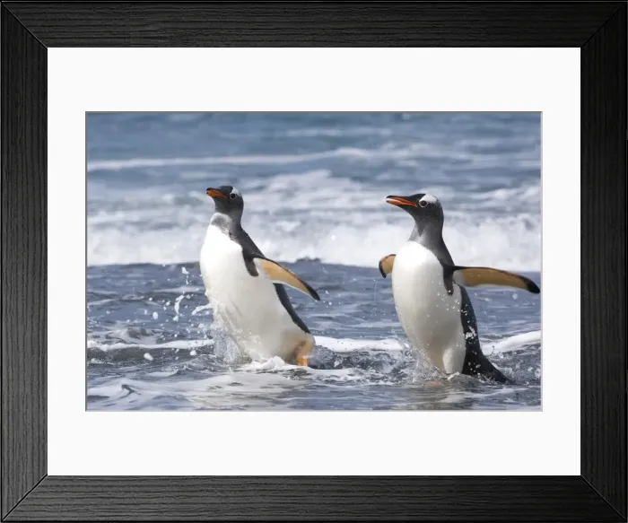 Framed Print : DDE-90023132 Framed Print : DDE-90023132