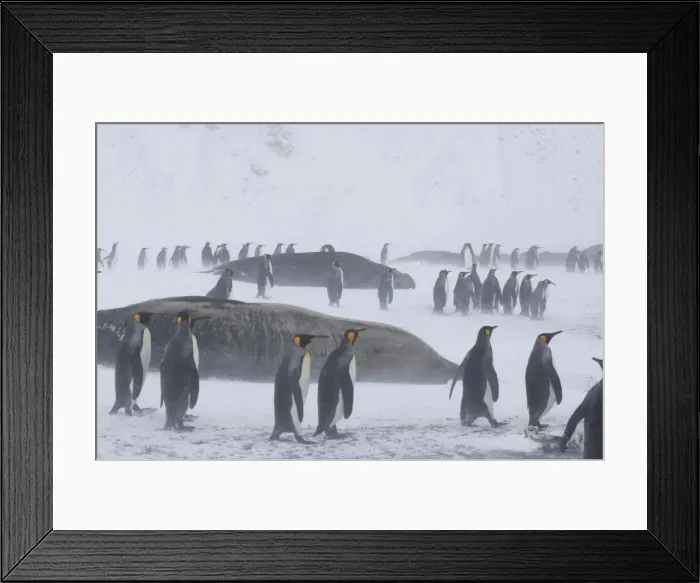 Framed Print : DDE-90023135 Framed Print : DDE-90023135
