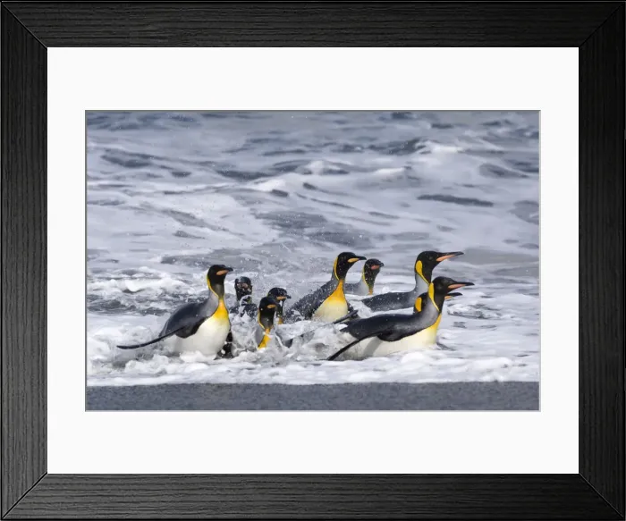 Framed Print : DDE-90023134 Framed Print : DDE-90023134