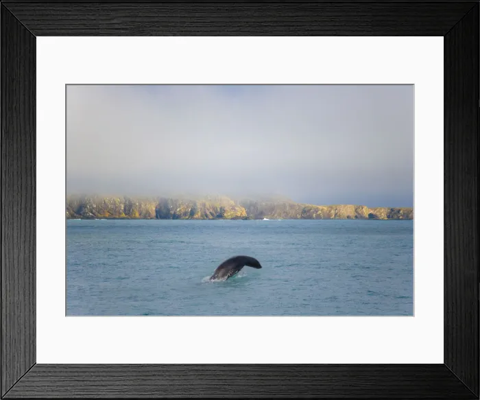 Framed Print : DDE-90023229 Framed Print : DDE-90023229