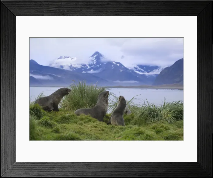 Framed Print : DDE-90023230 Framed Print : DDE-90023230