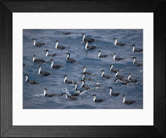 Framed Print : DDE-90023227 Framed Print : DDE-90023227