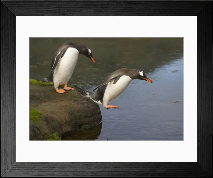 Framed Print : DDE-90023232 Framed Print : DDE-90023232