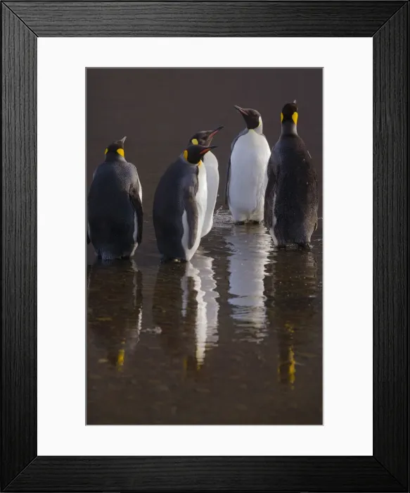 Framed Print : DDE-90023231 Framed Print : DDE-90023231