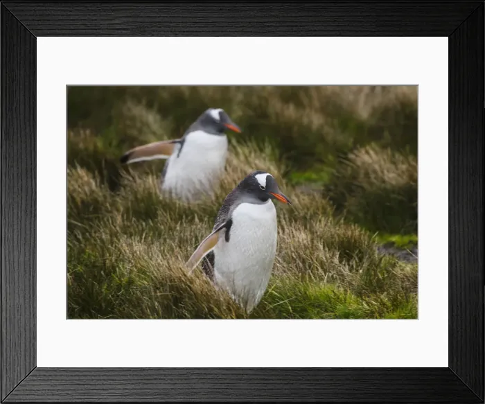 Framed Print : DDE-90023234 Framed Print : DDE-90023234