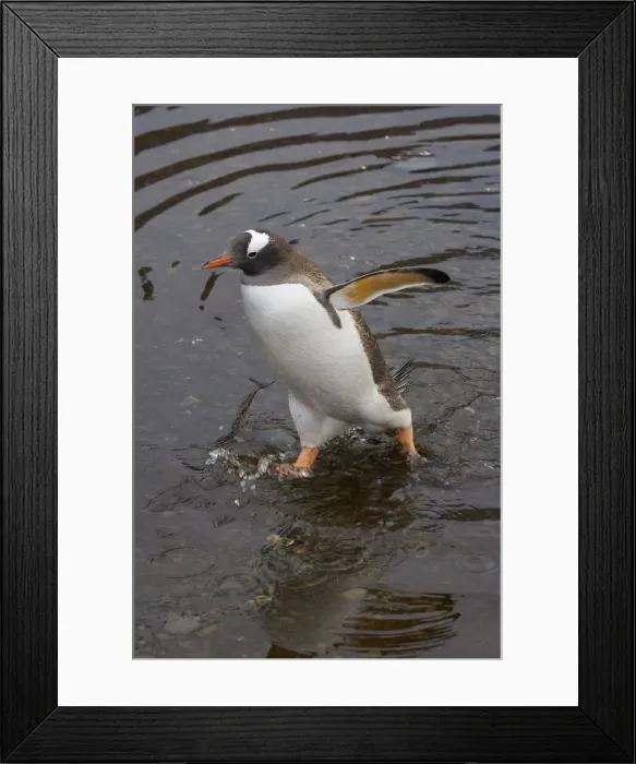 Framed Print : DDE-90023233 Framed Print : DDE-90023233