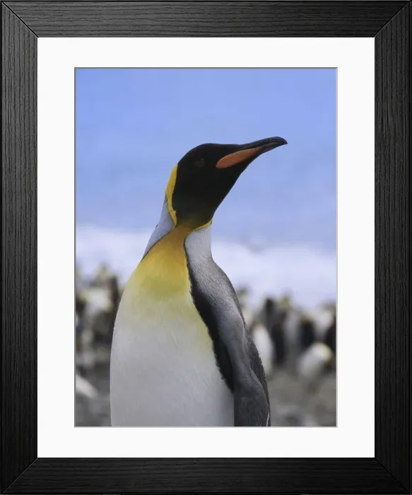 Framed Print : DDE-90023237 Framed Print : DDE-90023237