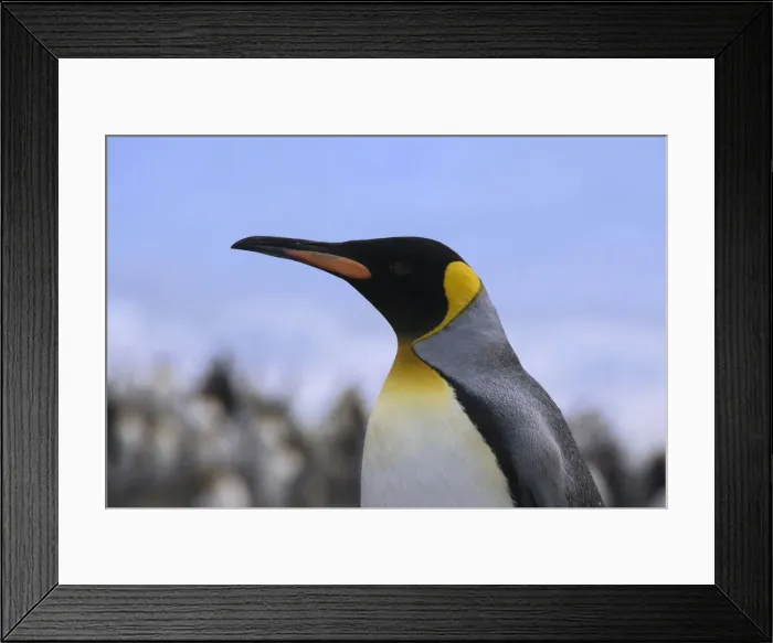 Framed Print : DDE-90023238 Framed Print : DDE-90023238