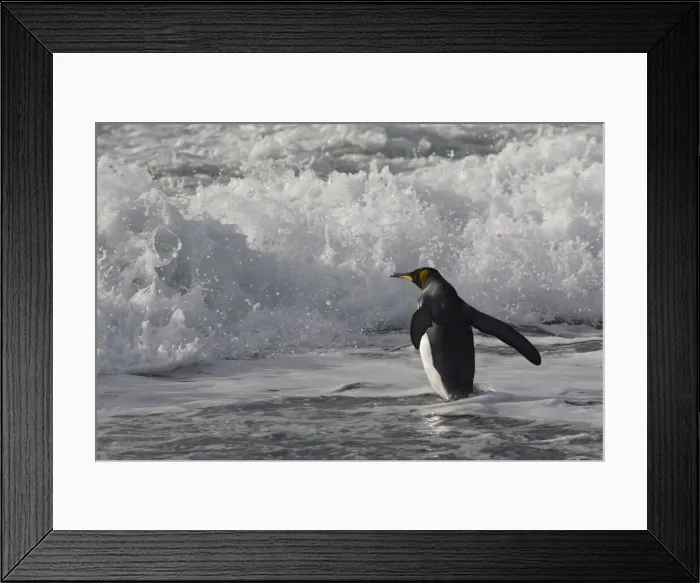 Framed Print : DDE-90023239 Framed Print : DDE-90023239