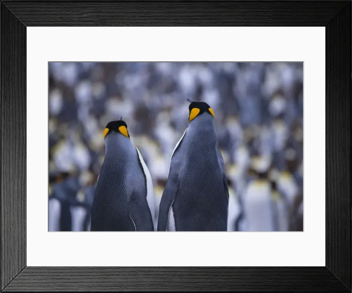 Framed Print : DDE-90023235 Framed Print : DDE-90023235