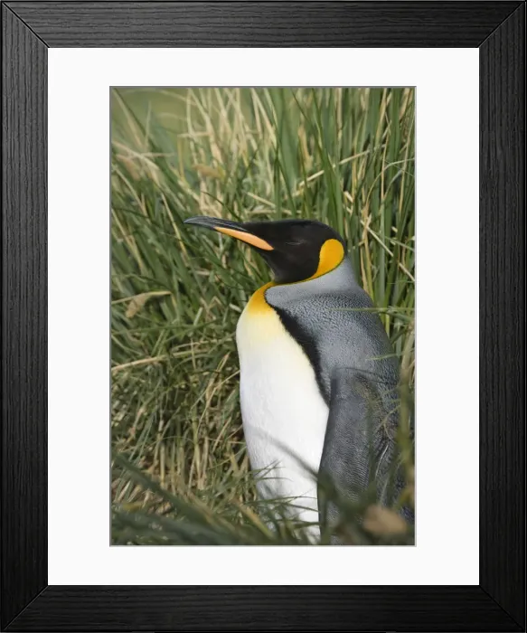 Framed Print : DDE-90023241 Framed Print : DDE-90023241