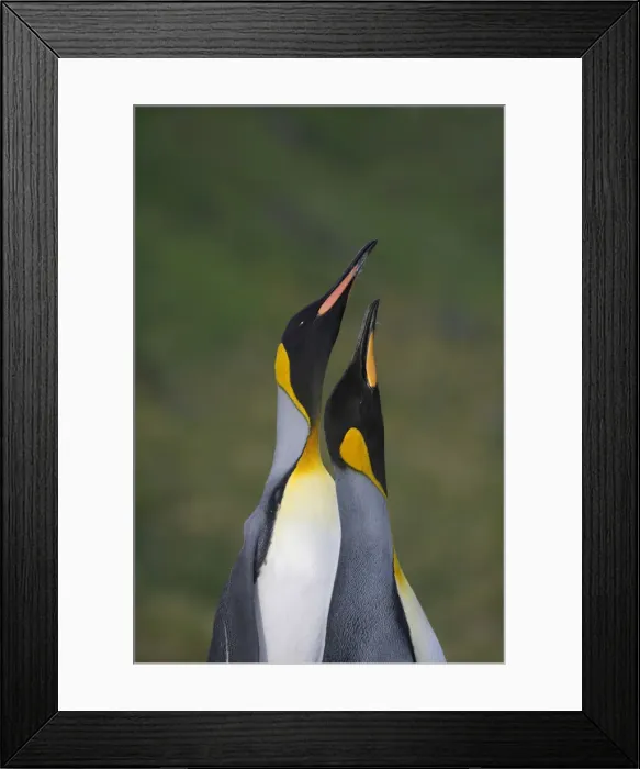 Framed Print : DDE-90023242 Framed Print : DDE-90023242