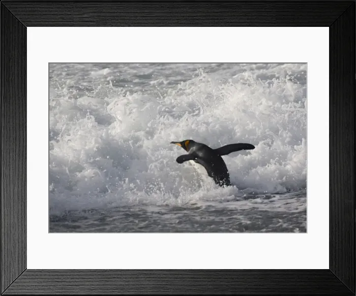 Framed Print : DDE-90023240 Framed Print : DDE-90023240