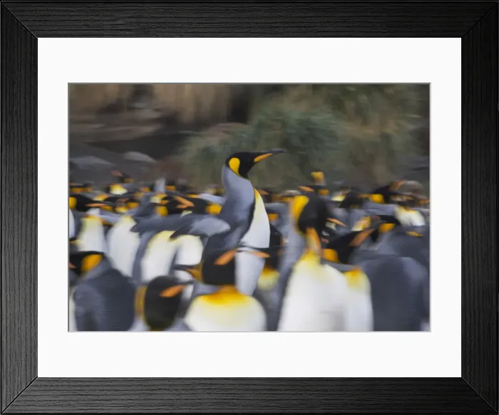 Framed Print : DDE-90023245 Framed Print : DDE-90023245