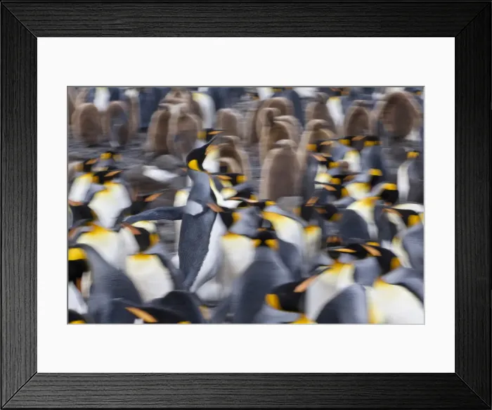 Framed Print : DDE-90023246 Framed Print : DDE-90023246
