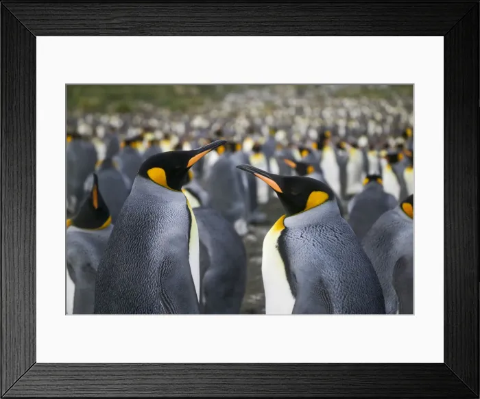 Framed Print : DDE-90023248 Framed Print : DDE-90023248