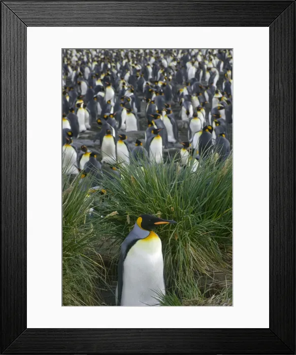 Framed Print : DDE-90023249 Framed Print : DDE-90023249