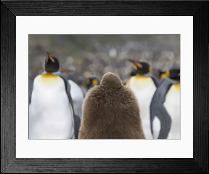 Framed Print : DDE-90023244 Framed Print : DDE-90023244