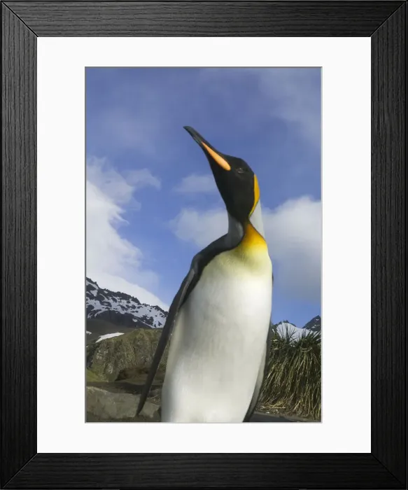 Framed Print : DDE-90023251 Framed Print : DDE-90023251