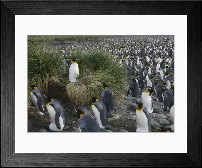 Framed Print : DDE-90023250 Framed Print : DDE-90023250