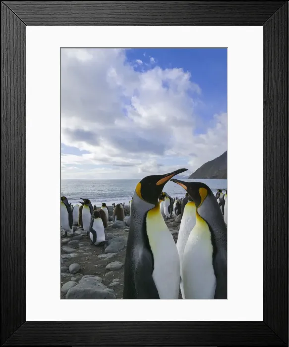Framed Print : DDE-90023253 Framed Print : DDE-90023253