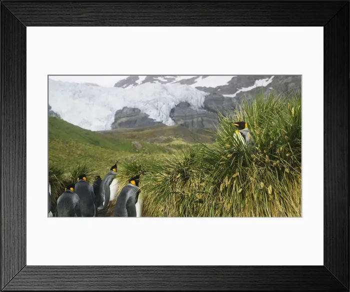 Framed Print : DDE-90023252 Framed Print : DDE-90023252