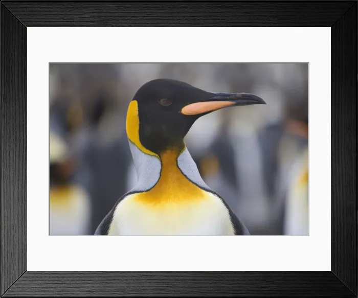 Framed Print : DDE-90023255 Framed Print : DDE-90023255