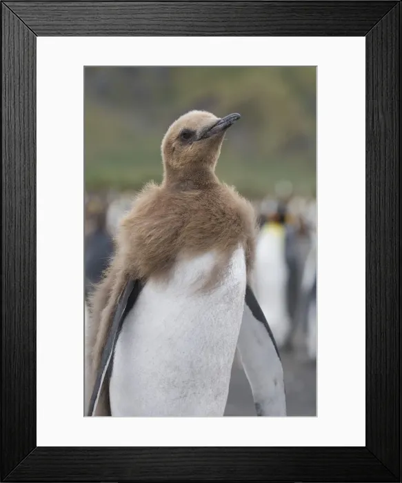 Framed Print : DDE-90023256 Framed Print : DDE-90023256
