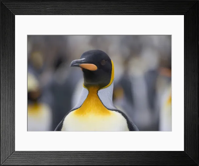 Framed Print : DDE-90023254 Framed Print : DDE-90023254