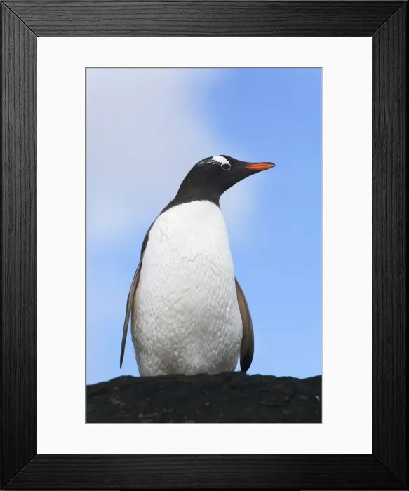 Framed Print : DDE-90023258 Framed Print : DDE-90023258