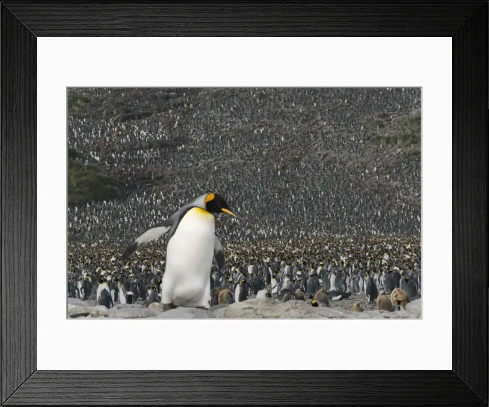 Framed Print : DDE-90023259 Framed Print : DDE-90023259