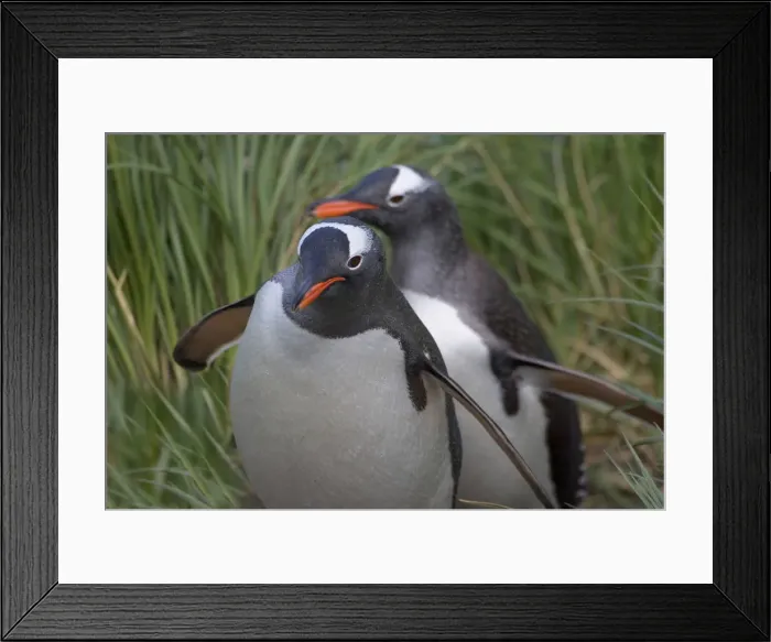 Framed Print : DDE-90023257