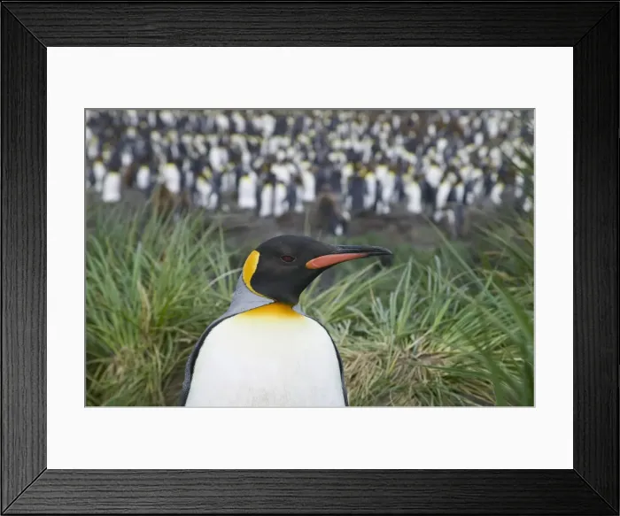 Framed Print : DDE-90023261 Framed Print : DDE-90023261